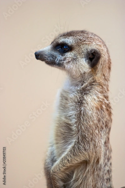Obraz Meerkat