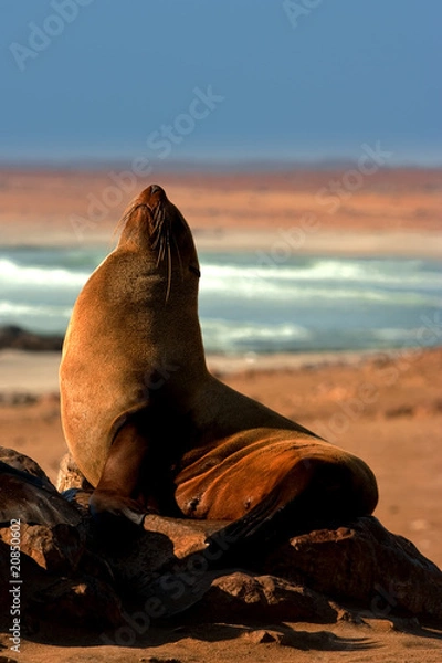 Obraz Southern Fur Seal