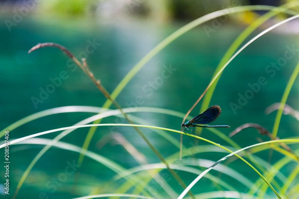 Fototapeta Belle Libellule bleue sur un brin d'herbe