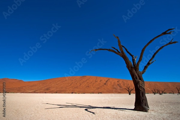Obraz Dead Acacia Tree