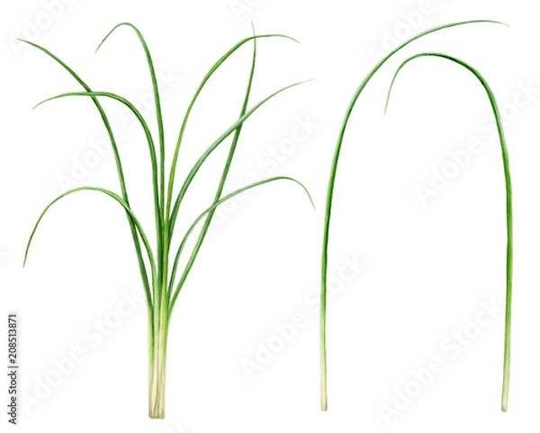 Obraz Watercolor green grass