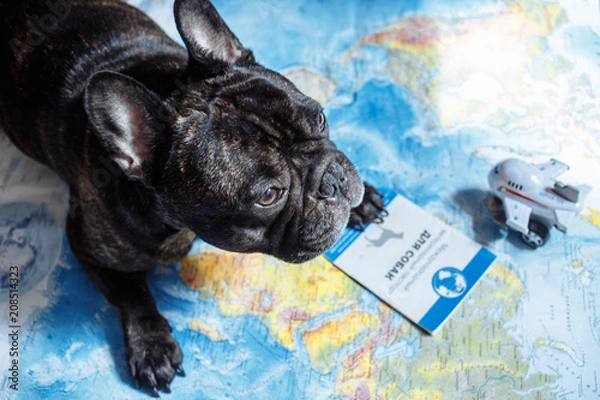 Fototapeta French bulldog lies on the world map with passport, hat and small plane, travel with dog, where to go with dog concept