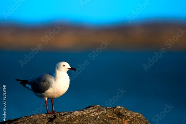 Obraz Hartlaub's Gull