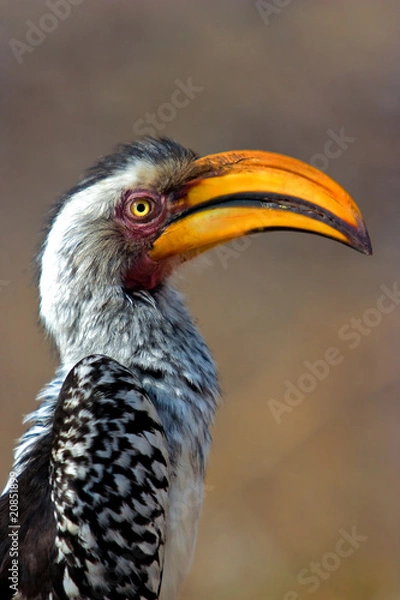 Obraz Yellow billed hornbill