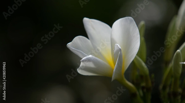 Obraz Plumeria Flower
