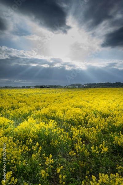 Fototapeta Cloudy sky over a rapeseed field at countryside. Rural scene. Blooming rape field.