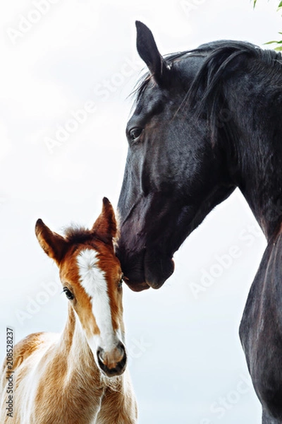 Obraz Horse mare taking care of its foal
