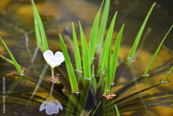 Obraz Krebsschere blüht