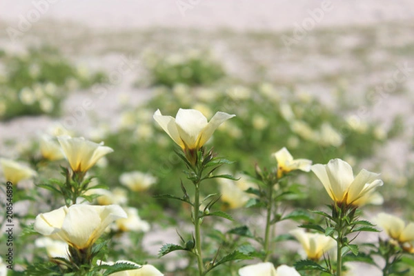 Obraz Margarida Cabofriense