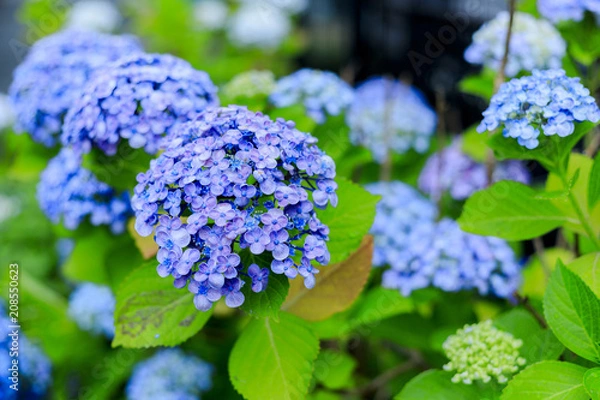 Fototapeta アジサイ