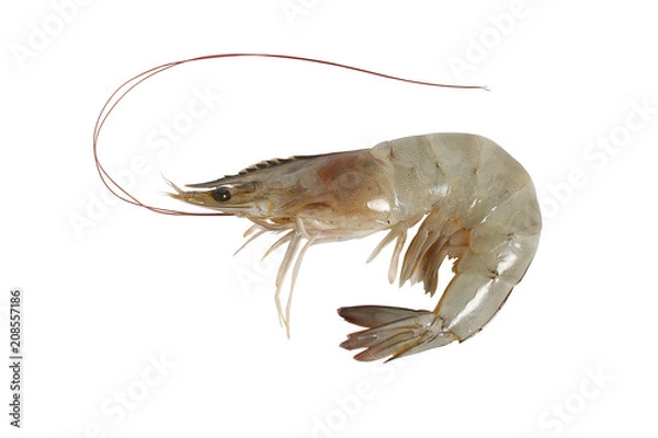 Obraz Fresh shrimp isolated on white background, clipping path