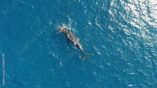 Fototapeta ホエールウォッチング