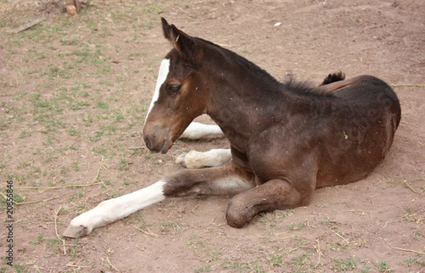 Obraz Young foal laying down