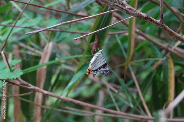 Obraz イシガケチョウの羽化