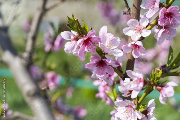 Fototapeta Cherry tree branch bud blossom background as beautiful spring flower blooming season concept. Blooming plum tree. Pink buds closeup