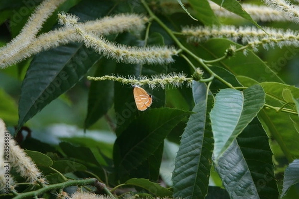 Obraz 栗の花とアカシジミ