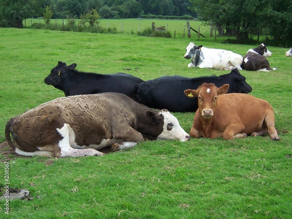 Obraz cows