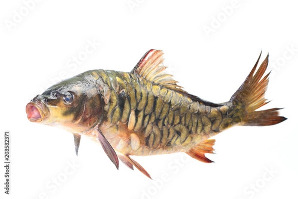 Obraz Fish carp