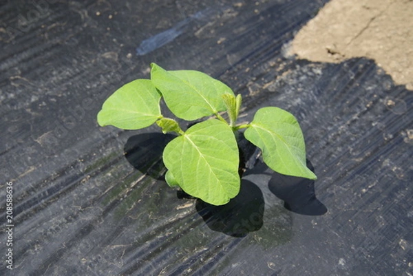 Fototapeta 生育中のエダマメ（大豆）