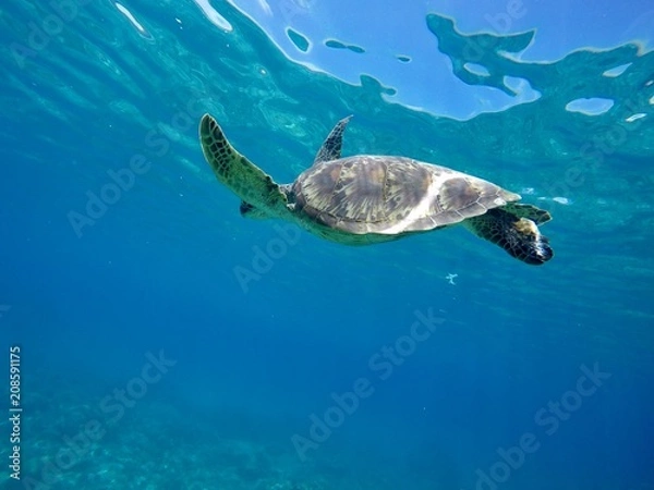 Fototapeta ウミガメ