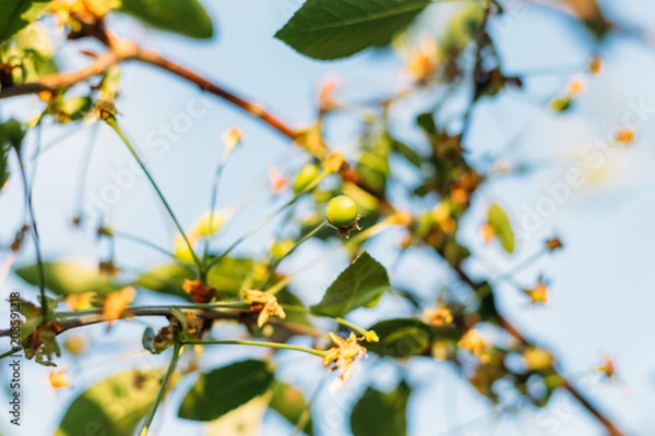 Obraz Green fruits of cherry trees, which begin to ripen, hang on a tree branch