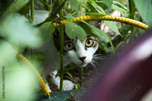 Fototapeta Cat in grass