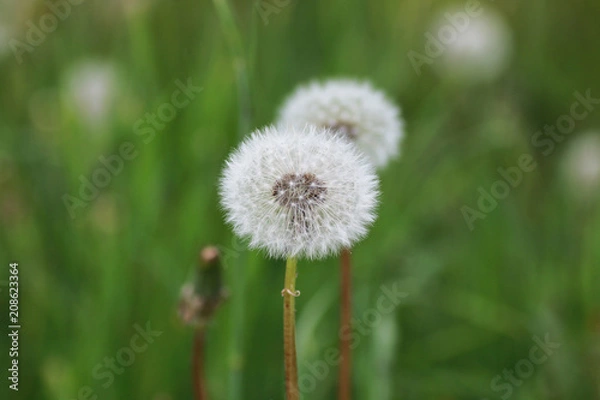 Fototapeta farm in nature outdoor