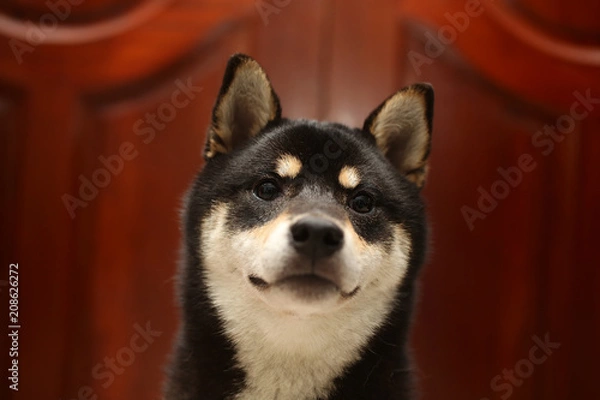 Obraz Shiba Inu color black and tan. Puppy Shiba inu. Dog 6 months old.