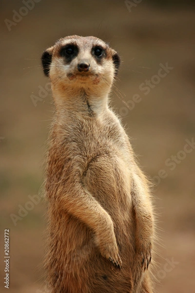 Obraz watching meercat