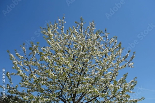 Obraz Blütenreiche Baumkrone