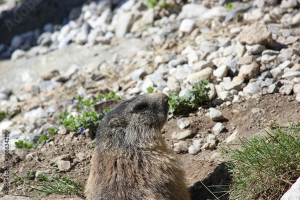 Obraz Wachendes Murmeltier