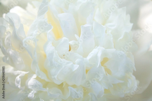Obraz white peony texture