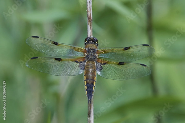 Obraz Four-spotted chaser (Libellula quadrimaculata)