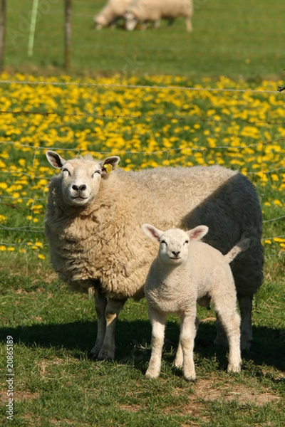 Fototapeta Mother sheep with little lamb looking at you