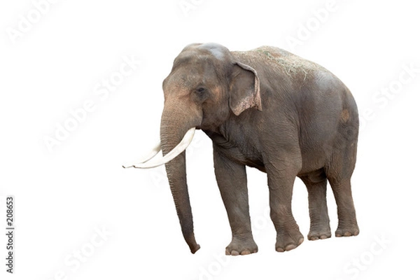 Obraz elephant