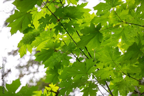 Obraz Light through Leaves