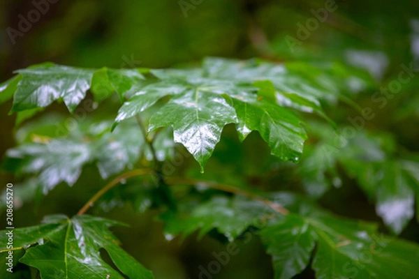 Obraz Wet Fresh Leaves