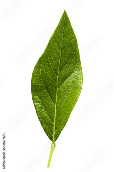 Fototapeta blueberry leaf isolated