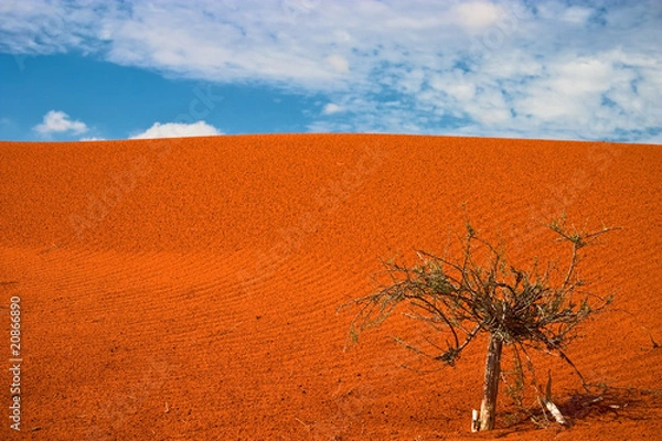 Obraz Kalahari Red Dune