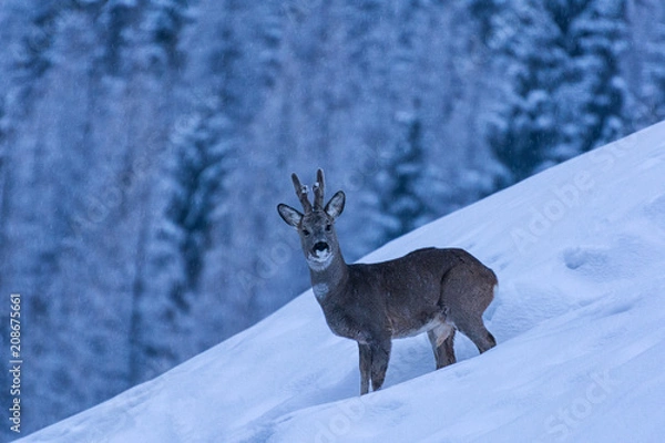 Obraz Curious deer faceing eye to eye