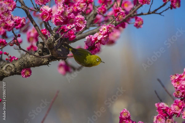 Fototapeta メジロと梅の花