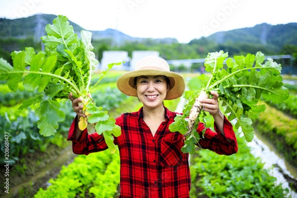 Fototapeta 畑の作業をする女性