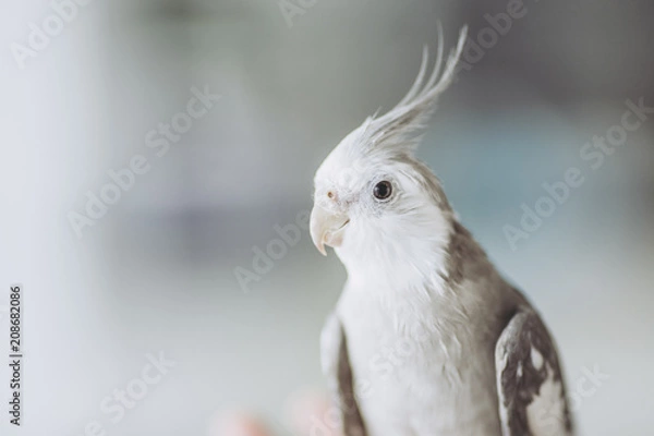 Fototapeta オカメインコ