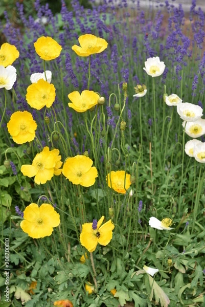 Obraz flower