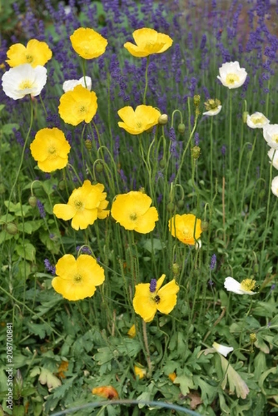 Obraz flower