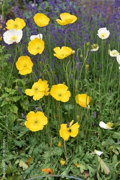 Obraz flower