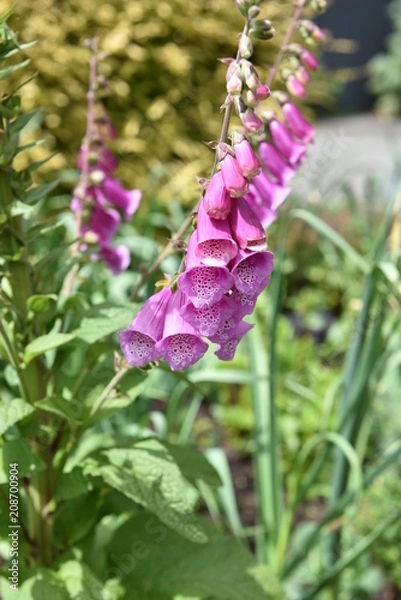 Obraz flower