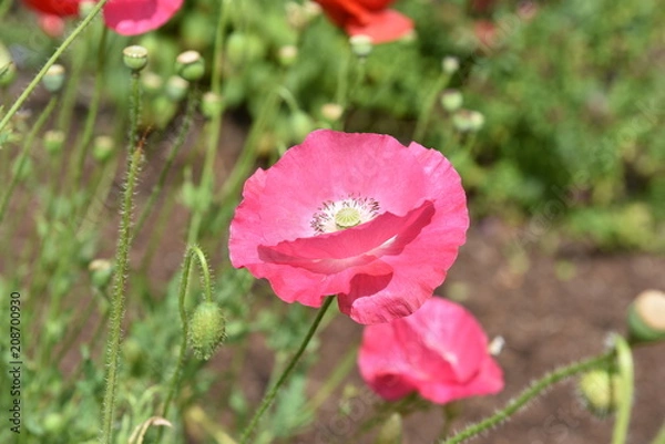 Obraz flower