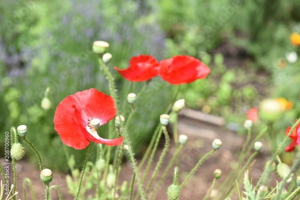 Obraz flower