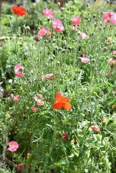 Obraz flower